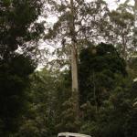 Malt Rest (Otway Park) - Rainforest walk